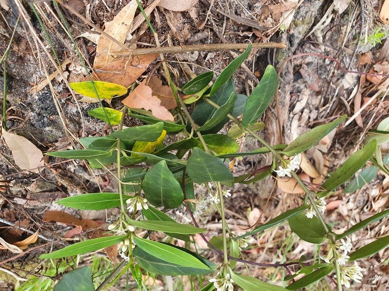 Leichhardtia suaveolens, photographed by Gary Williams