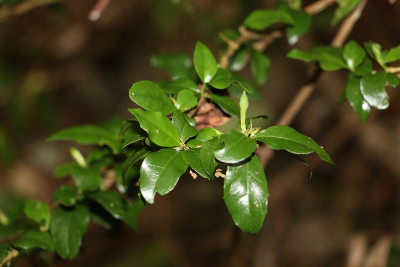 Graptophyllum spinigerum, photographed by Greg Tasney