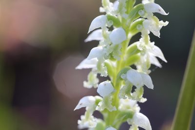 Microtis alba, photographed by Hugo Innes