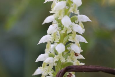 Microtis alba, photographed by Hugo Innes