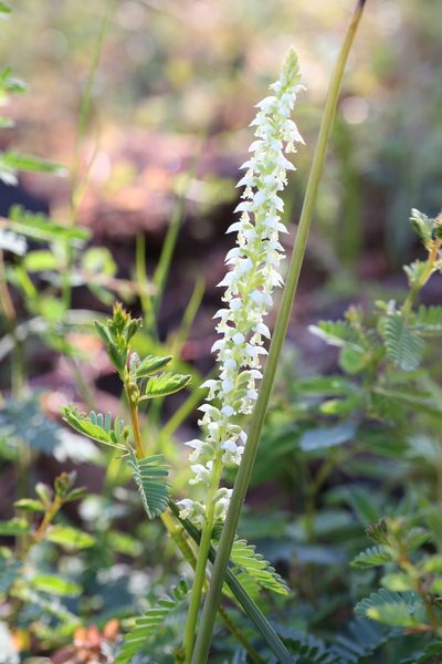 Microtis alba, photographed by Hugo Innes