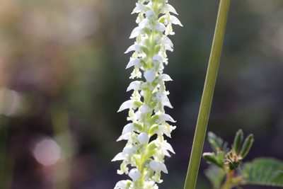 Microtis alba, photographed by Hugo Innes