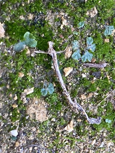 Riccia lamellosa, photographed by Marc Riera