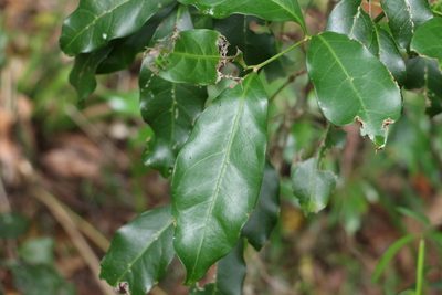 Toechima tenax, photographed by Greg Tasney