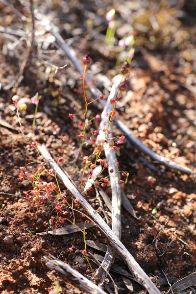 Drosera menziesii, photographed by Hugo Innes