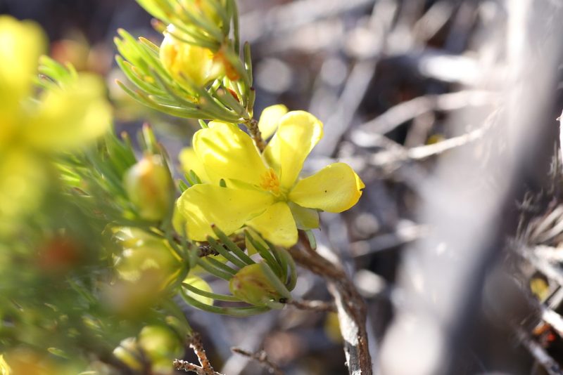 Hibbertia hemignosta, photographed by Hugo Innes