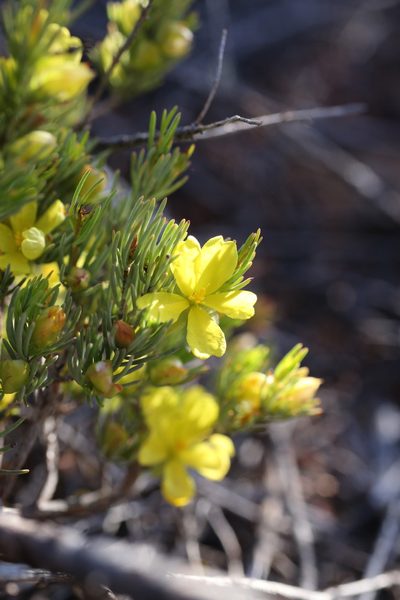 Hibbertia hemignosta, photographed by Hugo Innes