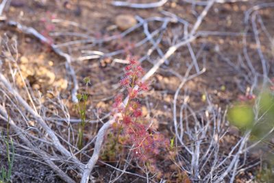 Drosera stolonifera, photographed by Hugo Innes