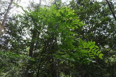 Pararchidendron pruinosum, photographed by Greg Tasney
