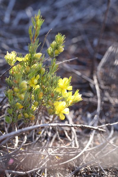 Hibbertia hemignosta, photographed by Hugo Innes