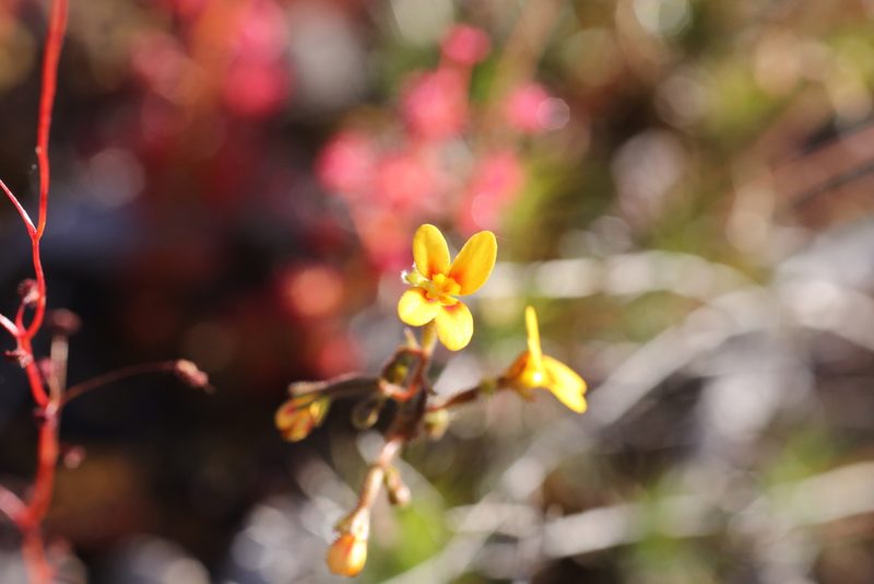 Stylidium dichotomum, photographed by Hugo Innes