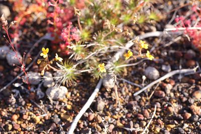 Stylidium dichotomum, photographed by Hugo Innes