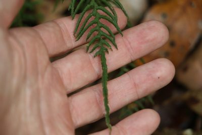 Doodia caudata, photographed by Greg Tasney