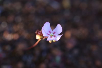 Drosera spilos, photographed by Hugo Innes