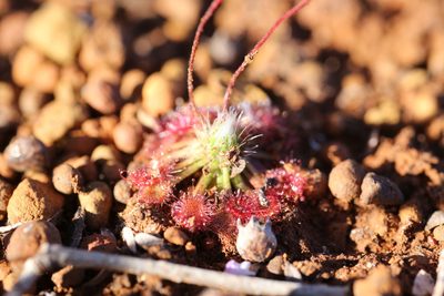 Drosera spilos, photographed by Hugo Innes