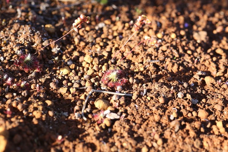Drosera spilos, photographed by Hugo Innes
