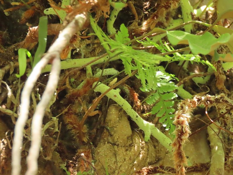 Goniophlebium formosanum, photographed by chiuluan
