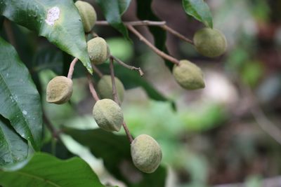 Bosistoa pentacocca, photographed by Greg Tasney