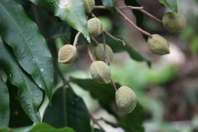 Bosistoa pentacocca, photographed by Greg Tasney