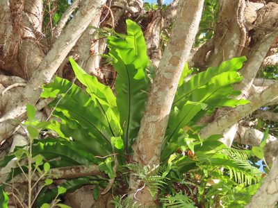 Asplenium setoi, photographed by chiuluan