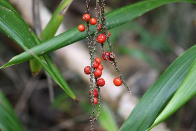 Cordyline petiolaris, photographed by Greg Tasney