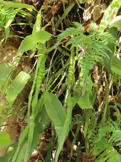 Haplopteris elongata, photographed by chiuluan