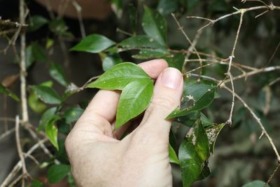 Jasminum jenniae, photographed by Greg Tasney