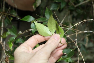 Jasminum jenniae, photographed by Greg Tasney