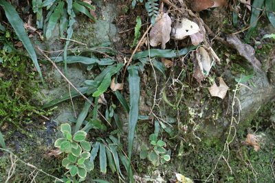 Asplenium attenuatum, photographed by Greg Tasney