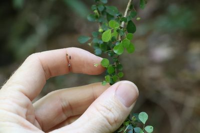 Phyllanthus microcladus, photographed by Greg Tasney