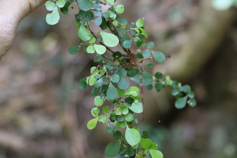 Phyllanthus microcladus, photographed by Greg Tasney