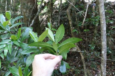 Ixora beckleri, photographed by Greg Tasney