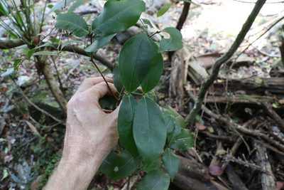Bosistoa transversa, photographed by Greg Tasney