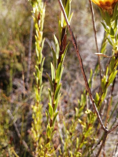 Oedera calycina, photographed by Danie Palm