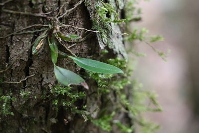 Dendrobium tetragonum, photographed by Greg Tasney