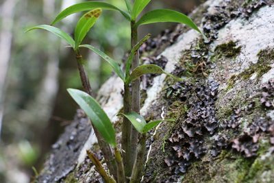 Dendrobium gracilicaule, photographed by Greg Tasney