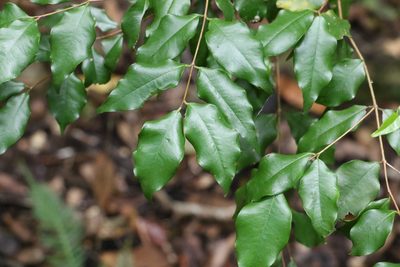 Syzygium francisii, photographed by Greg Tasney