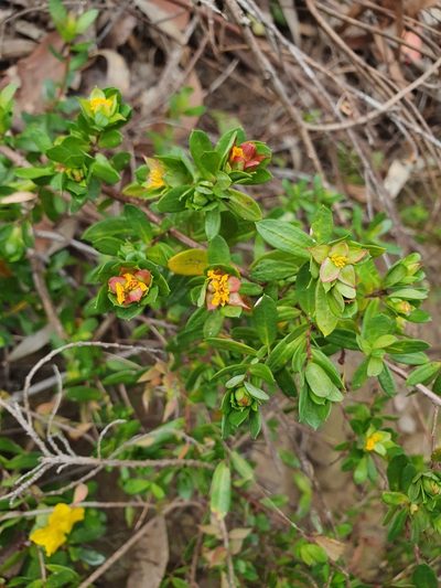 Hibbertia nitida, photographed by Gary Williams