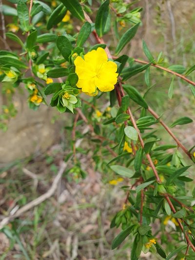 Hibbertia nitida, photographed by Gary Williams