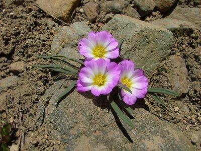 Calandrinia affinis, photographed by Guillermo Debandi
