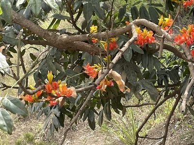 Castanospermum australe, photographed by Marilyn Connell