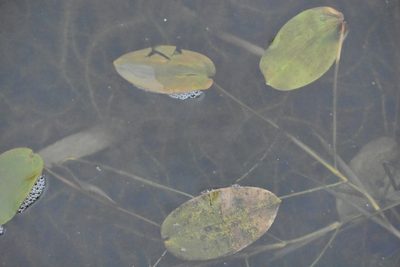 Potamogeton natans, photographed by Марина Садыкова