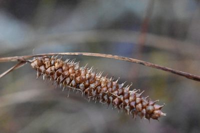 Carex rostrata, photographed by Марина Садыкова