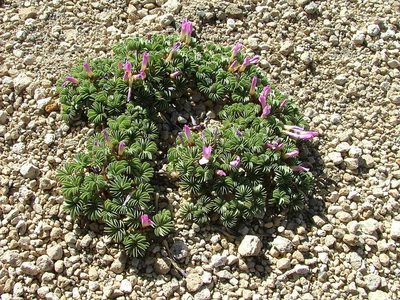 Oxalis adenophylla, photographed by Guillermo Debandi