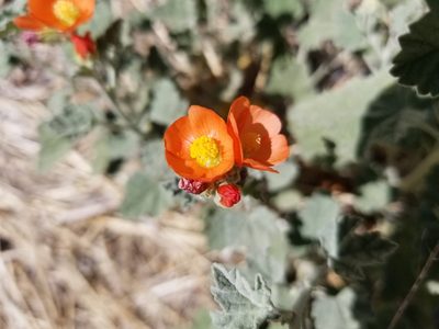 Sphaeralcea parvifolia, photographed by Bob Miller