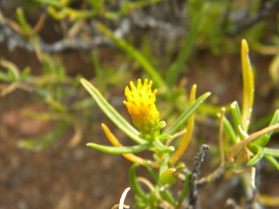 Pteronia pallens, photographed by Tim Kirsten