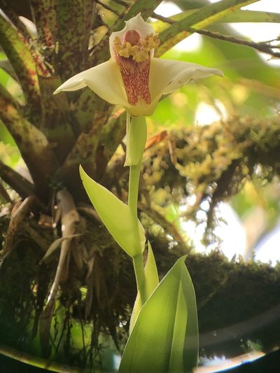 Maxillaria fletcheriana, photographed by Skjold Søndergaard