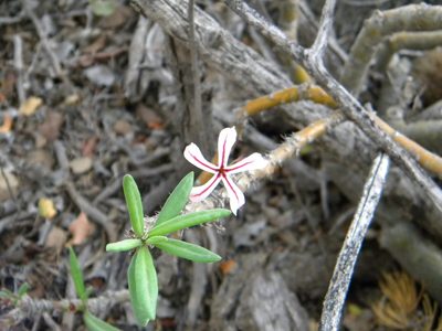 Pachypodium succulentum, photographed by Tim Kirsten