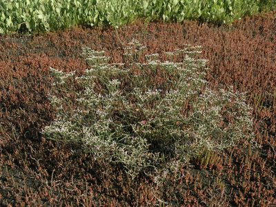 Limonium caspium, photographed by Oleg Kosterin