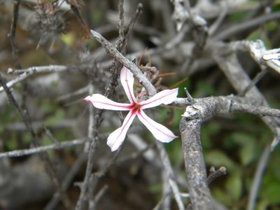 Pachypodium succulentum, photographed by Tim Kirsten